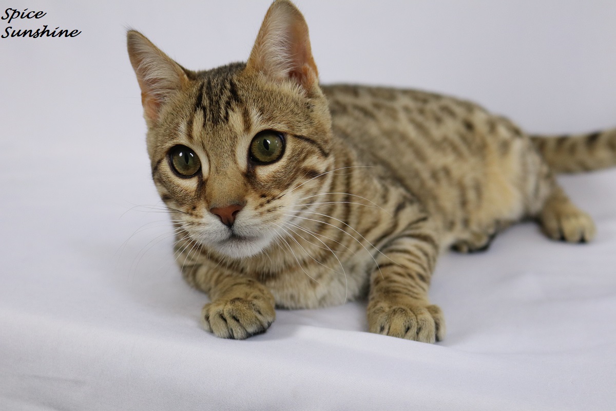 bengal brown spotted tabby